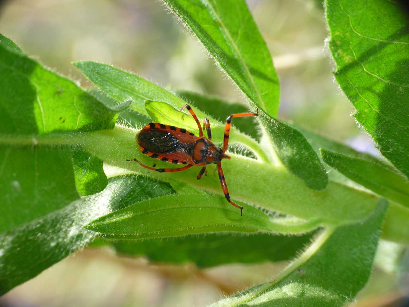 Assembramenti di Rhinocoris su Inula viscosa